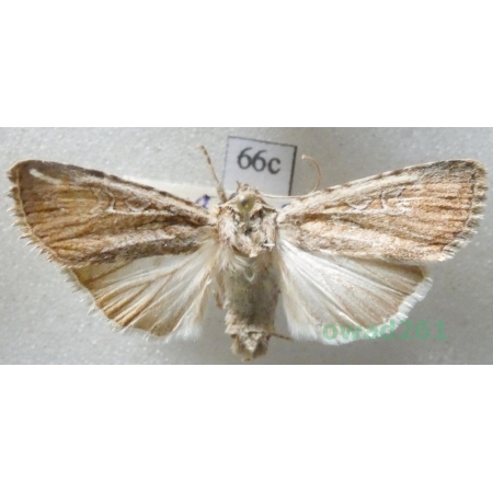 Dichagyris signifera (Denis & Schiffermüller, 1775) Czech66c